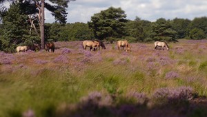 Nationaal Park De Meinweg