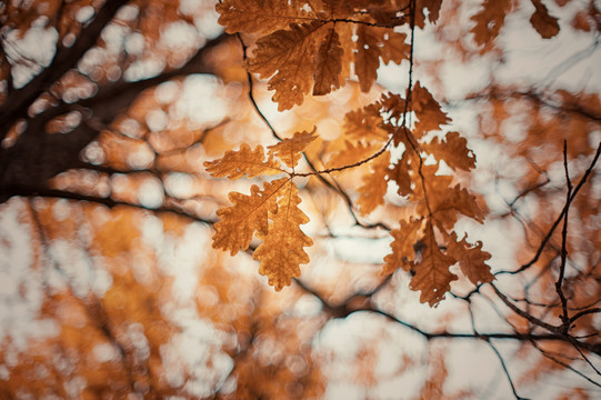 Autumn Arrangement