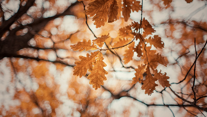 Heerlijk Herfst