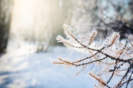 Winter Arrangement