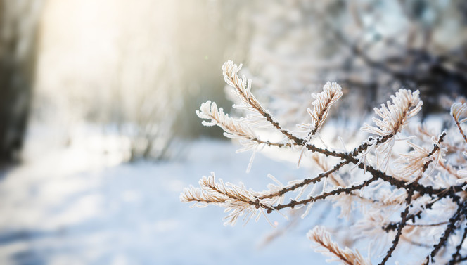 Hartje Winter